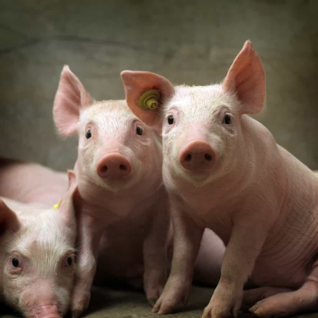 Topigs Norsvin cresce 401% no Brasil, e produção de carne suína com a genética holandesa atinge 2 milhões de toneladas