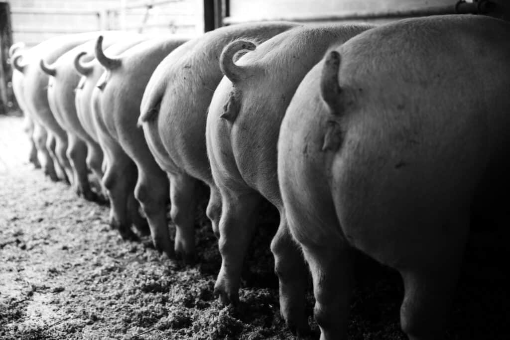 Volume e faturamento das exportações do agronegócio em 2020 são recordes e a carne suína segue destaque