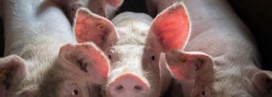 Por que consumir carne suína?
