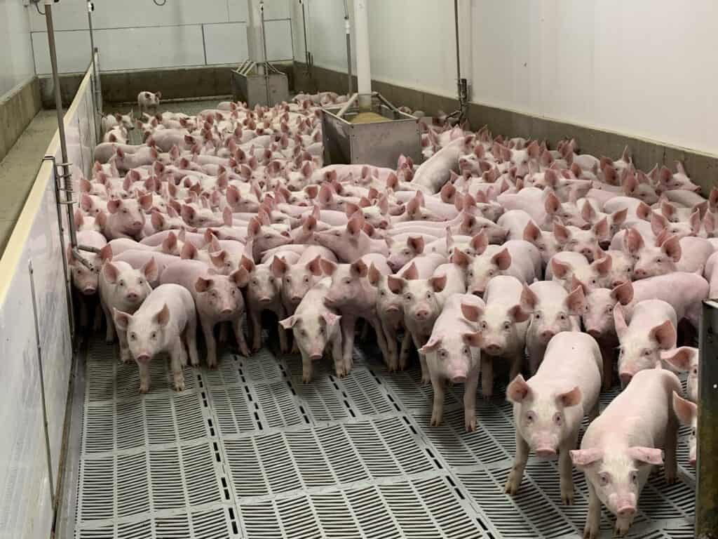 Exportações de carne suína totalizam 102 mil toneladas em maio/21