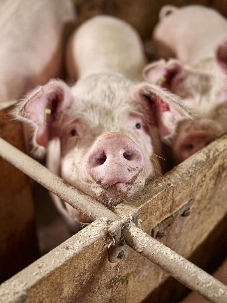 Exportações de carne suína registram receita recorde em junho