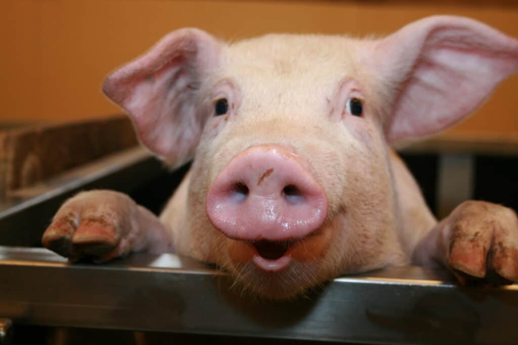 Produção mundial de carne suína deve aumentar em 13% até 2030, segundo OCDE-FAO