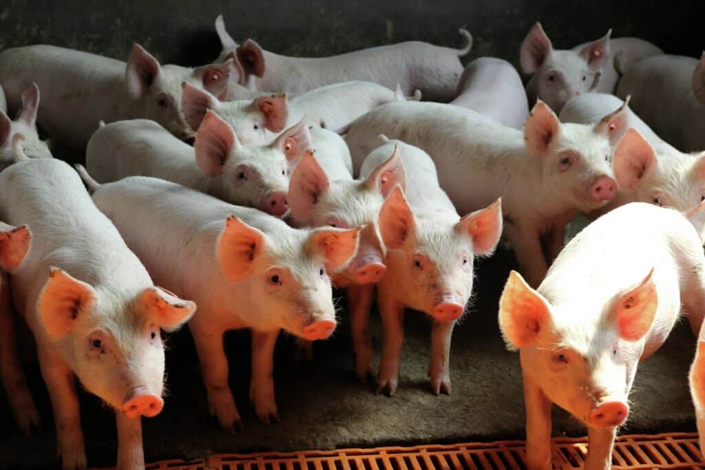 MAPA projeta crescimento de 25,8% na produção de carne suína brasileira até 2031