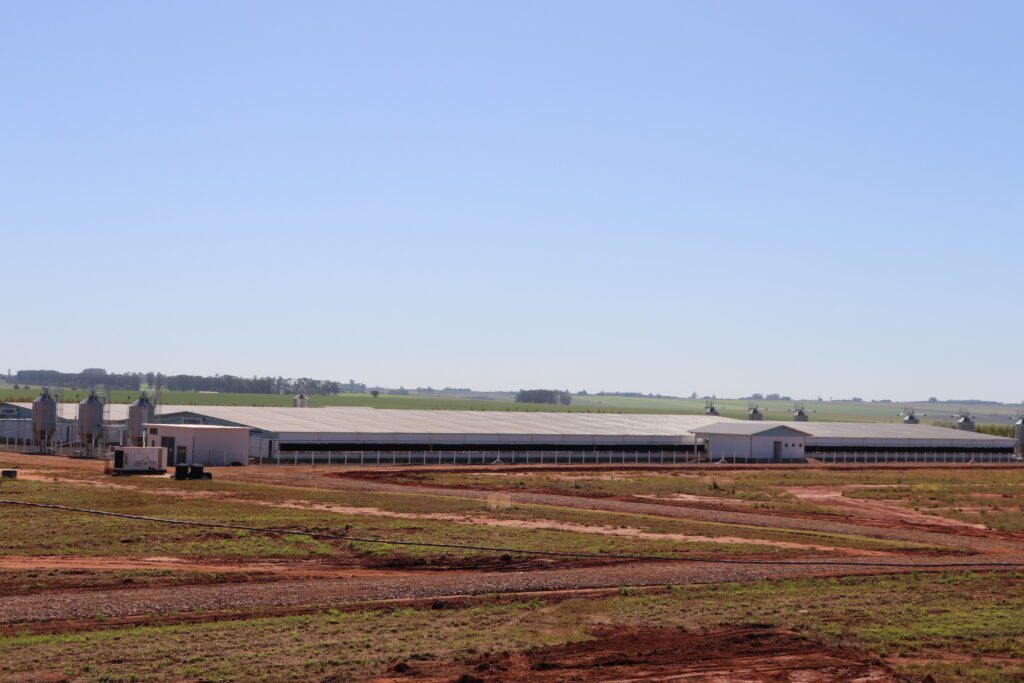 Cooperalfa investe R$ 140 milhões em nova unidade para produção de leitões em Sidrolândia (MS)