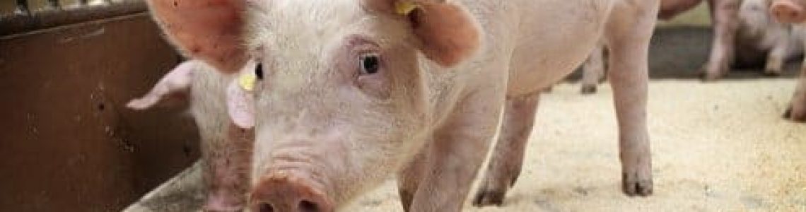 carne suína; exportações; crescimento; maio
